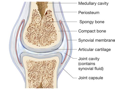 This Figure Shows The Different Types Of Fibrous Join - vrogue.co