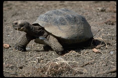 Chelonoidis niger | The Reptile Database