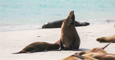 Sea Lion Behavior - AnimalBehaviorCorner