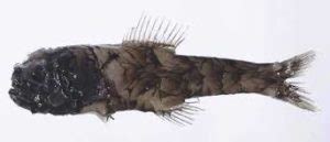 Humpback anglerfish: Characteristics, habitat reproduction and more...