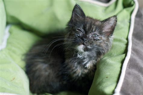 Upper Respiratory Infection In Kittens - Colorado Animal Rescue