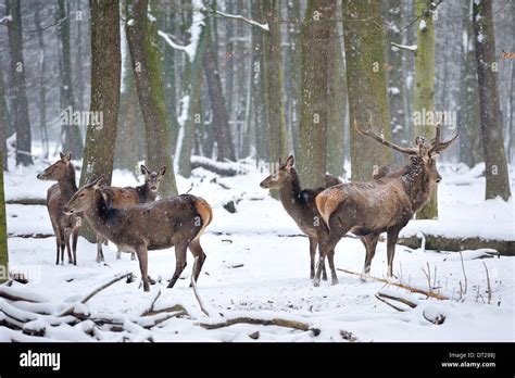 Wild animals in forest.Eurasian elk (Europe Stock Photo - Alamy