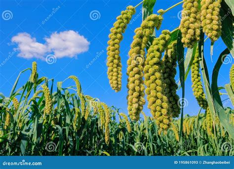 Millet field stock image. Image of crops, fruits, food - 195861093