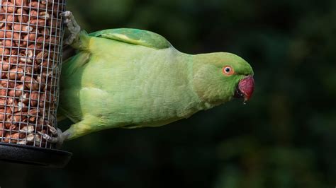 Exotic Birds at Your Feeder: What to Feed These Unusual Visitors