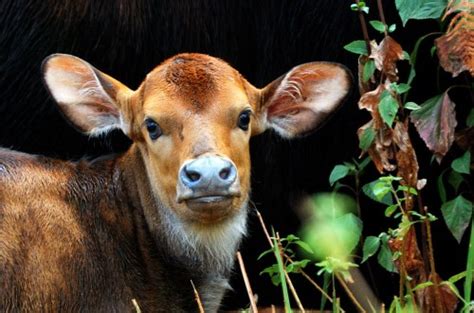 Gaur Calves Are A-Gaur-Able! | Baby Animal Zoo