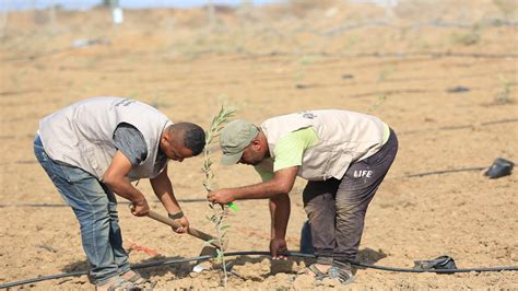 Olive Tree | Al Mustafa Welfare Trust