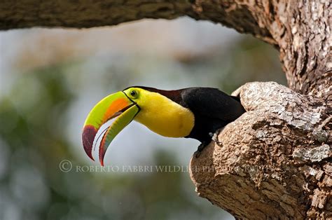 Keel billed toucan, Belize: robertofabbri: Galleries: Digital ...