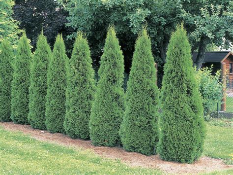 無料ダウンロード Pyramid Shaped 5 6 Foot Evergreen Shrubs - さるあねか