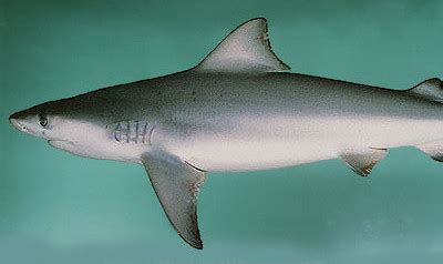 India's Ganges shark: a completely freshwater shark species : r/AnimalFacts