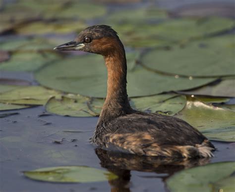 Little Grebe - Owen Deutsch Photography