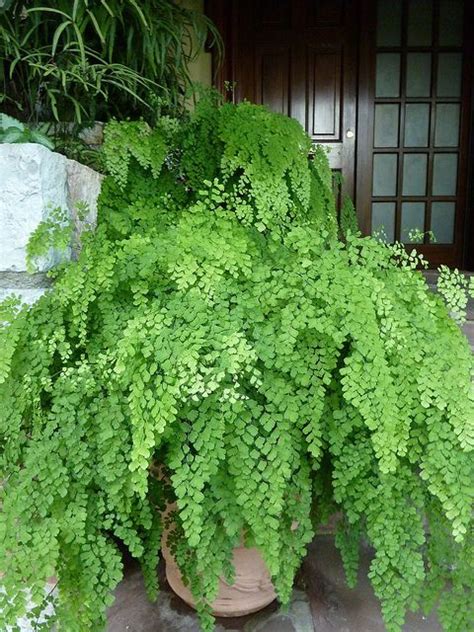 Maidenhair Fern - Database Plants