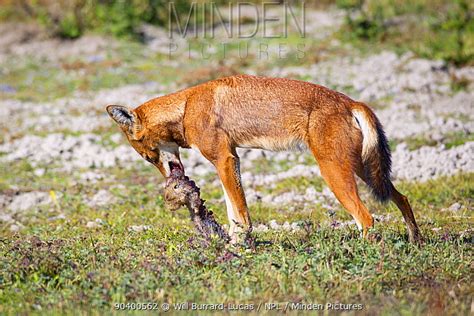 Minden Pictures stock photos - Ethiopian wolf (Canis simensis) eating ...