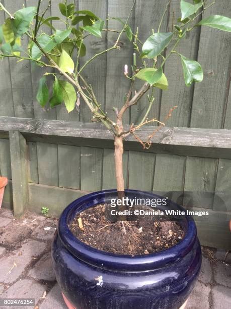 Patio Lemon Tree Photos and Premium High Res Pictures - Getty Images