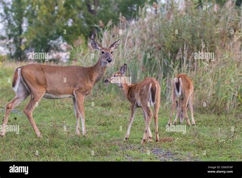 white-tailed deer female with babies Stock Photo - Alamy