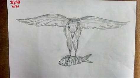 Bird Catching Fish Drawing