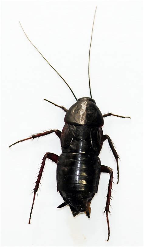 Oriental Cockroach (Blatta orientalis) - Vector Control Services