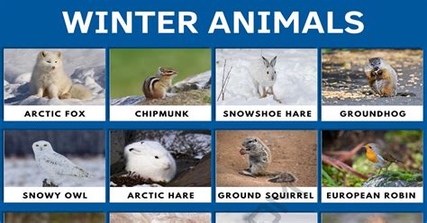 Winter Animals: 50+ Cool Winter Animals in English • 7ESL