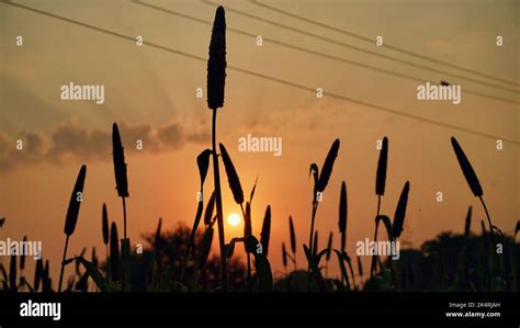 Silhouette sunset over Pearl Millet Field in Countryside India. The ...