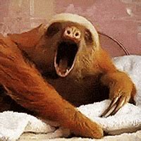 Sloth Yawn GIF - Find & Share on GIPHY