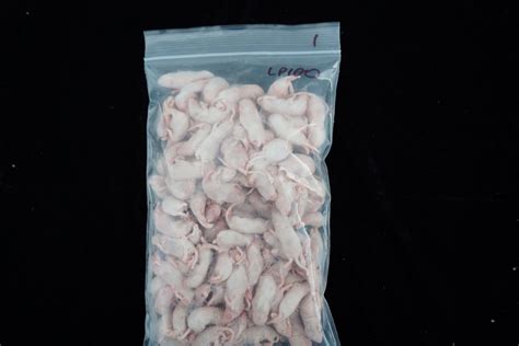 Cold Blooded Cafe: Large Pinky Mice 25ct