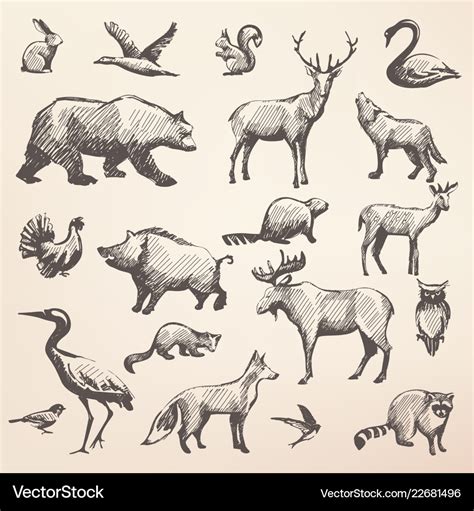 European forest wild animals collection Royalty Free Vector