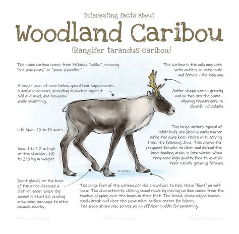 Reindeer Facts Aka Caribou Animal Fact Files Youtube