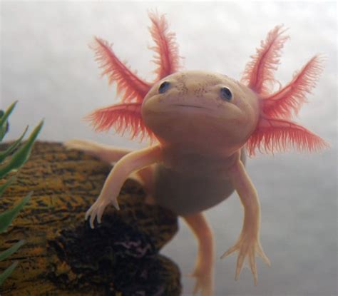 Axolotl Axolotl Weird Looking Animals Axolotl Cute | Images and Photos ...