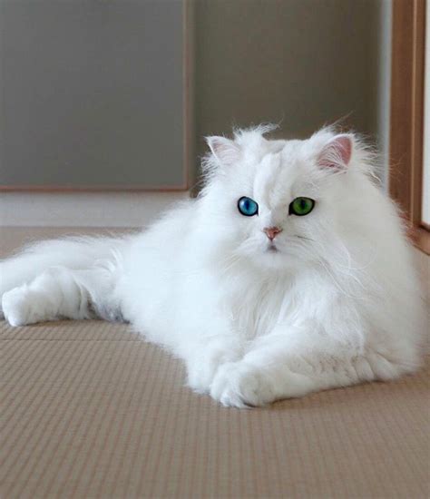 Rare blue and green eyes Persian cat | Persian cat white, Cat with blue ...