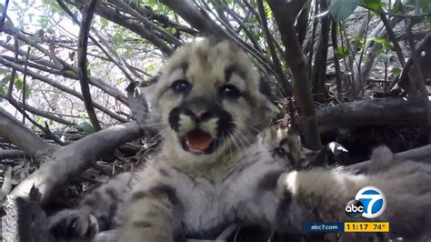 2 litters of mountain lion kittens born in California mountains - ABC13 ...