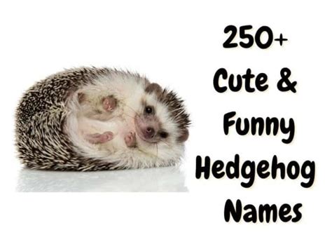 Hedgehog Names: 250+ Cute & Funny Names for a Hedgehog - The Pet Savvy