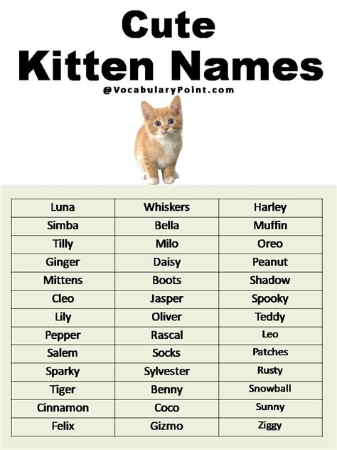 Most Popular Cute Cat Names - Vocabulary Point