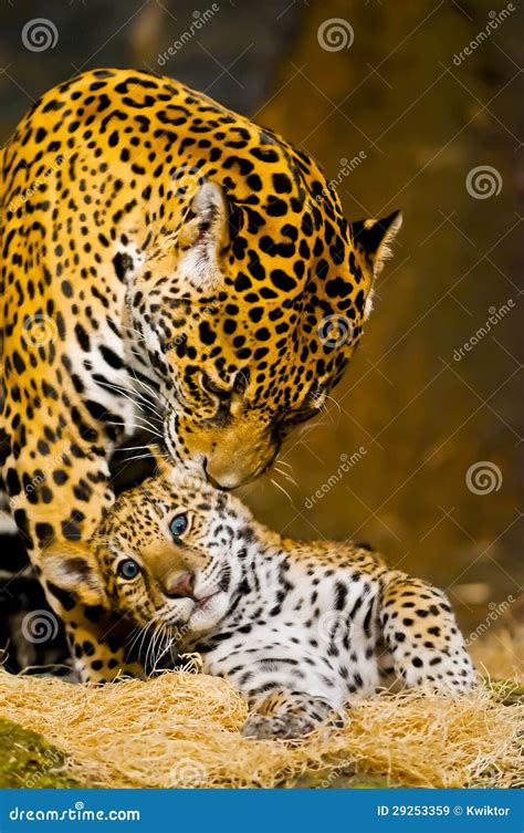 Jaguar Cubs stock image. Image of jaguar, panther, carnivore - 29253359