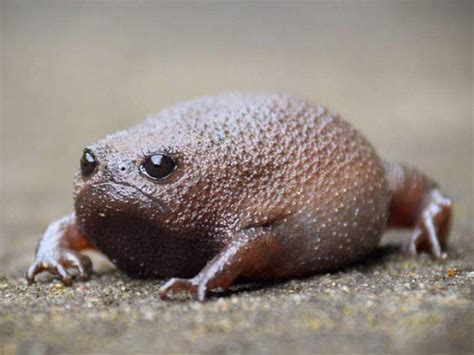 The cape rain frog or giant rain frog (Breviceps gibbosus) looks like a ...