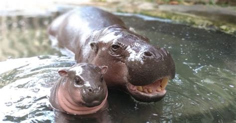 The First Newborn Baby Pygmy Hippo - Taman Safari Bali