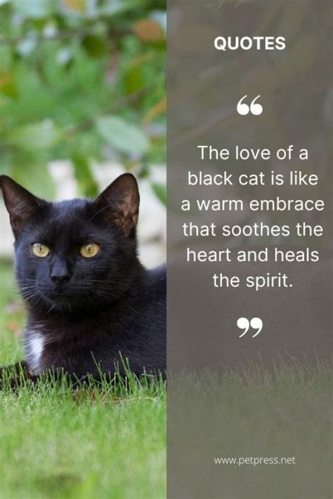 50 Black Cat Quotes to Celebrate the Beauty of These Creatures