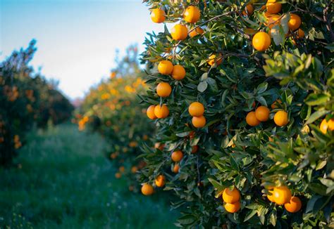 The Sweet, Tart History of Citrus