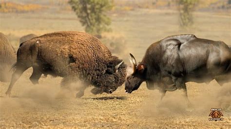 American Bison Vs Indian Gaur – Wild Verdict