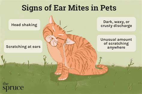 Ear Mites in Cats