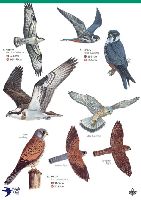 Birds of Prey guide – Field Studies Council