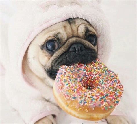 11 Things You Know To Be True When Your Pug Is Always Hungry - SonderLives