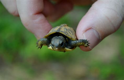 Baby Box Turtle Care