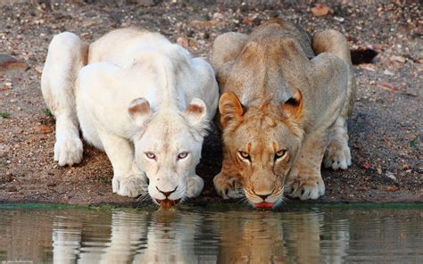 nature, Animals, Lion, Albino Wallpapers HD / Desktop and Mobile ...