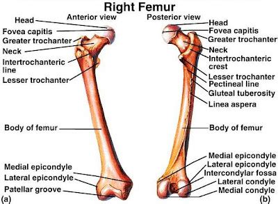 Gandhi Medical College: The Femur