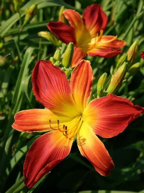 Daylily Varieties | Daylily Photos | HGTV