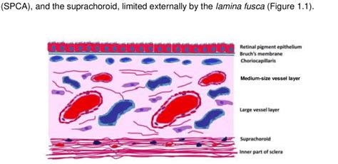 1. Anatomy of the choroid: In this diagram the anatomy of the choroid ...