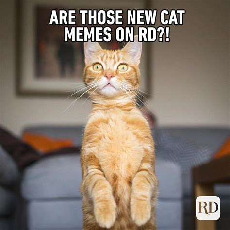 60 Cat Memes You'll Laugh at Every Time | Reader's Digest