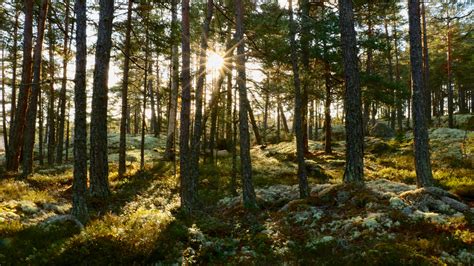 Autumn in a Swedish forest [OC][2400x1348] : r/EarthPorn