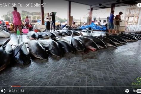 Documentary Examines Shark Finning in East Lombok, Indonesia | Scuba Diving