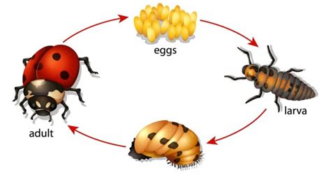 Ladybug Life Cycle - Learn About Nature