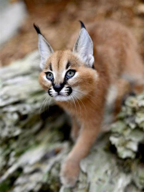 caracal cat price near michigan - Ngoc Sutter